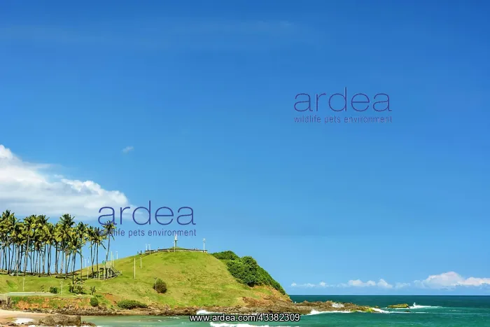 : Seafront of the city of Salvador in Bahia with coconut : Seafront of the city of Salvador in Bahia with coconut