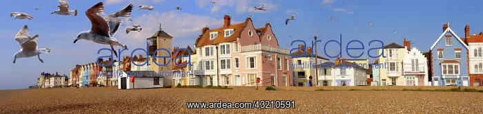: Seafront houses and shingle beach of Aldeburgh : Seafront houses and shingle beach of Aldeburgh