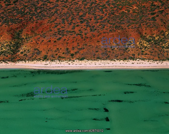 : Seagrass bed / dugong habitat at Herald Bight (Dugong : Seagrass bed / dugong habitat at Herald Bight (Dugong
