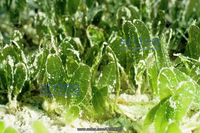 : Seagrass a marine flowering plant : Seagrass a marine flowering plant