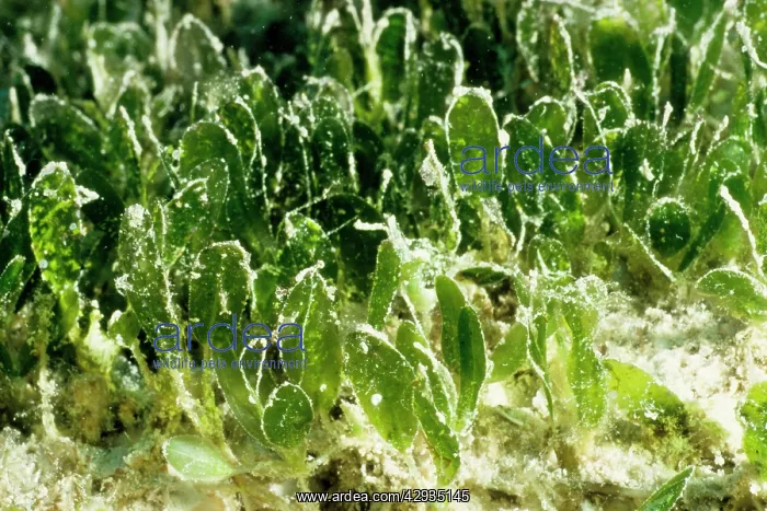 : Seagrass, a marine flowering plant. John Brewer Reef : Seagrass, a marine flowering plant. John Brewer Reef