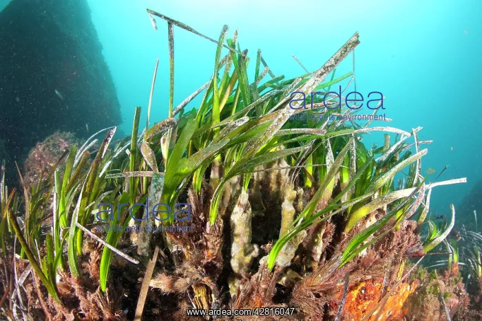 : Seagrass Meadows, Posidonia Oceanica, Ischia Island, Italy : Seagrass Meadows, Posidonia Oceanica, Ischia Island, Italy