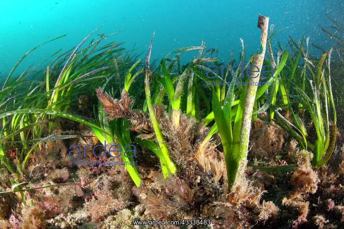 : Seagrass Meadows, Posidonia Oceanica, Ischia Island, Italy : Seagrass Meadows, Posidonia Oceanica, Ischia Island, Italy