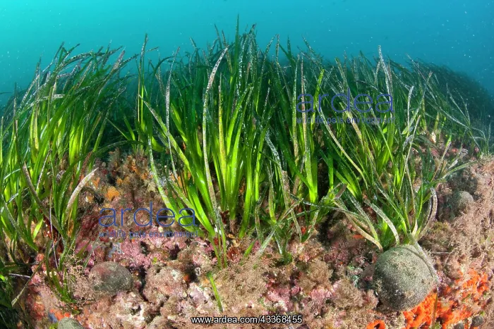 : Seagrass Meadows, Posidonia Oceanica, Ischia Island, Italy : Seagrass Meadows, Posidonia Oceanica, Ischia Island, Italy