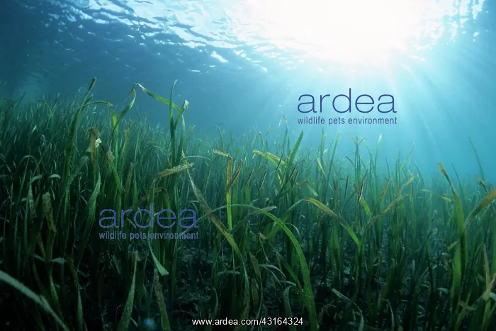  : seagrass seaweed Milne Bay Papua New Guinea Pacific Ocean