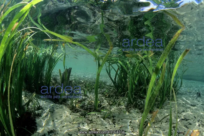 : seagrass seaweed Milne Bay Papua New Guinea Pacific Ocean : seagrass seaweed Milne Bay Papua New Guinea Pacific Ocean