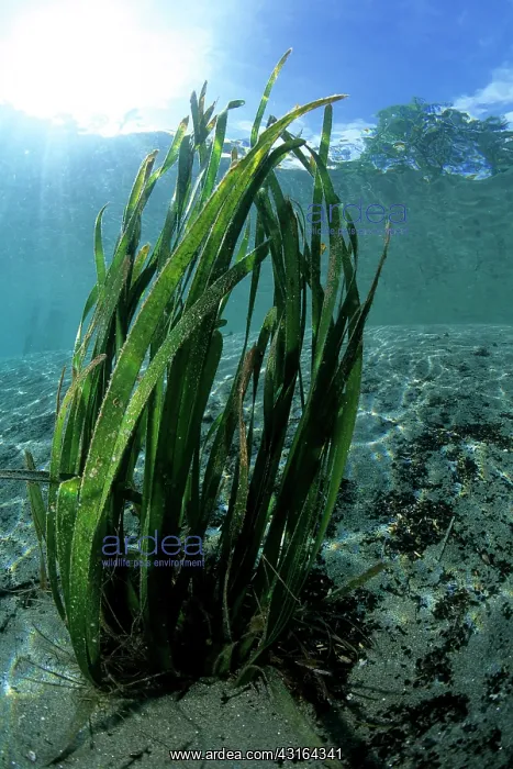 : seagrass seaweed Milne Bay Papua New Guinea Pacific Ocean : seagrass seaweed Milne Bay Papua New Guinea Pacific Ocean