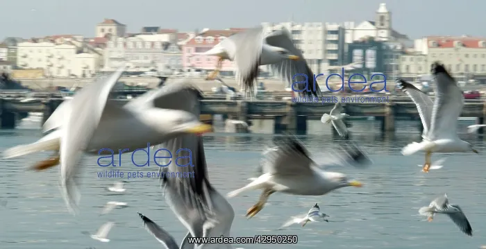 : Seagull close-up : Seagull close-up