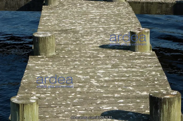 : Seagull Droppings : Seagull Droppings