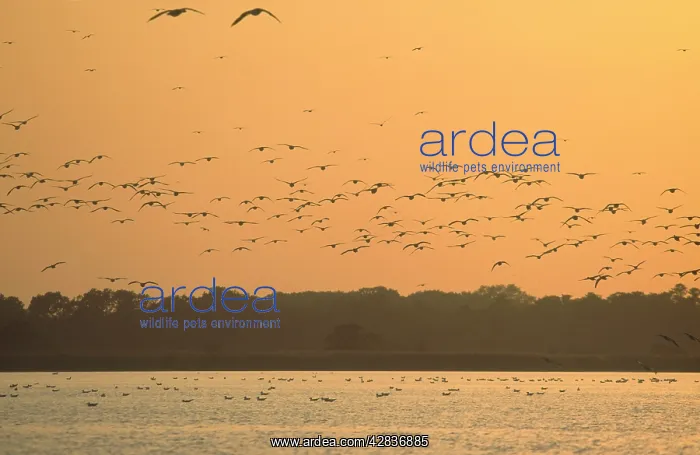 : Seagull - Flock in flight at Sunset : Seagull - Flock in flight at Sunset