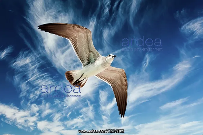 : Seagull flying in blue sky : Seagull flying in blue sky