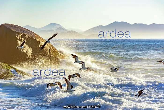 : Seagull flying at dawn over the sea and the rocks : Seagull flying at dawn over the sea and the rocks