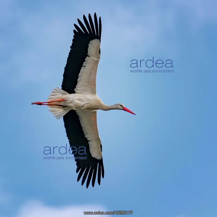 : Seagull flying with outstretched wings : Seagull flying with outstretched wings