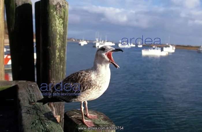 : Seagull and harbor : Seagull and harbor