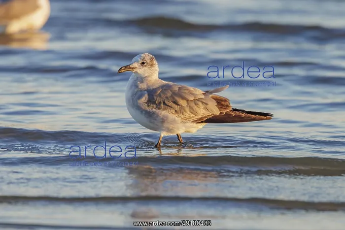 : Seagull scouring the waterline searching for food along the Mississippi Gulf Coast in evening light : Seagull scouring the waterline searching for food along the Mississippi Gulf Coast in evening light