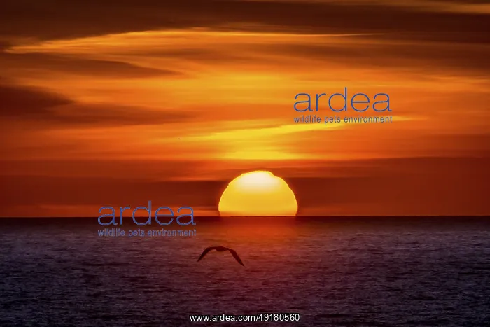 : Seagull in front of a sunset by the sea : Seagull in front of a sunset by the sea