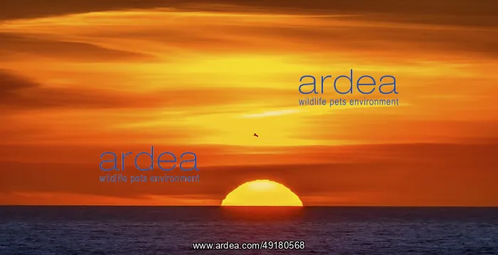 : Seagull in front of a sunset by the sea : Seagull in front of a sunset by the sea