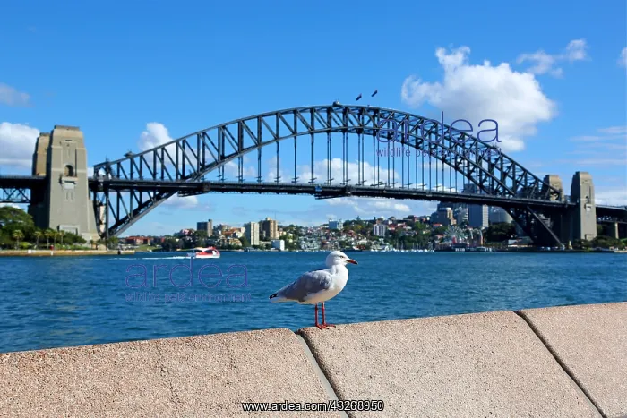 : Seagull and Sydney Harbour Bridge, Sydney, New South : Seagull and Sydney Harbour Bridge, Sydney, New South