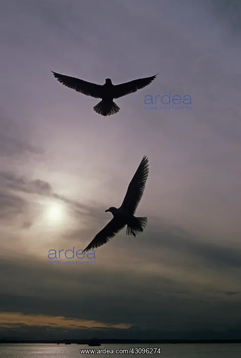 : Seagulls. Two silhouetted seagulls in flight over Elliott Bay along the : Seagulls. Two silhouetted seagulls in flight over Elliott Bay along the