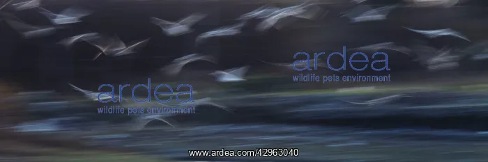 : Seagulls - in flight - using a slow shutter speed : Seagulls - in flight - using a slow shutter speed
