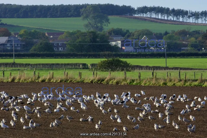 : Seagulls - flock resting on ploughed field beside : Seagulls - flock resting on ploughed field beside