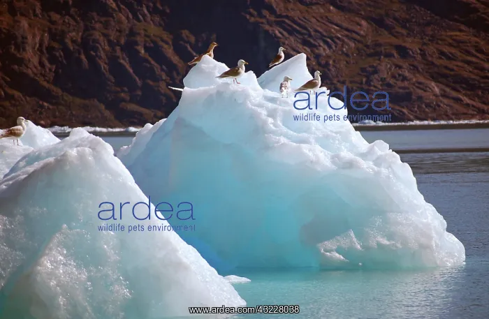 : Seagulls flocking to the icebergs of Godthabs : Seagulls flocking to the icebergs of Godthabs