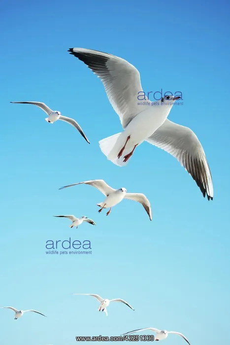 : Seagulls are flying in sky as a background : Seagulls are flying in sky as a background