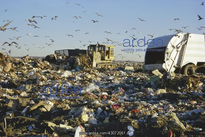 : Seagulls Foraging a Dump : Seagulls Foraging a Dump