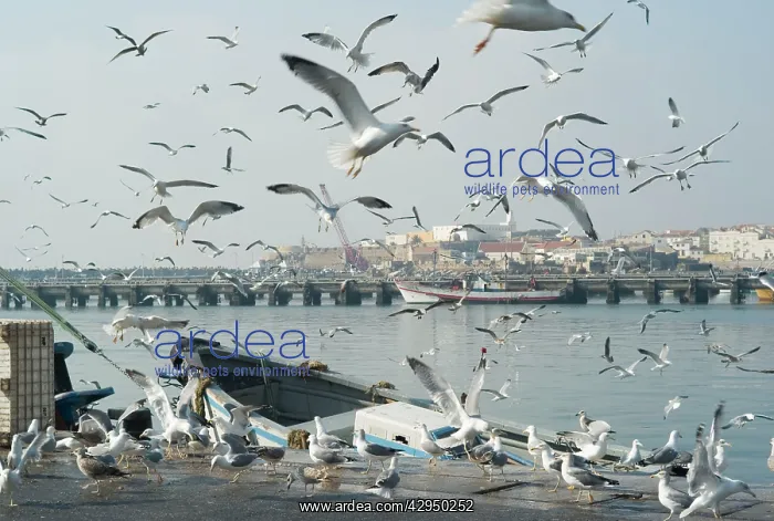 : Seagulls at Peniche, Portugal : Seagulls at Peniche, Portugal