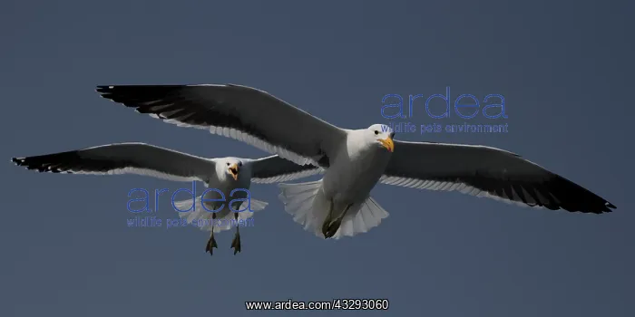  : seagulls in Walvis Bay Namibia