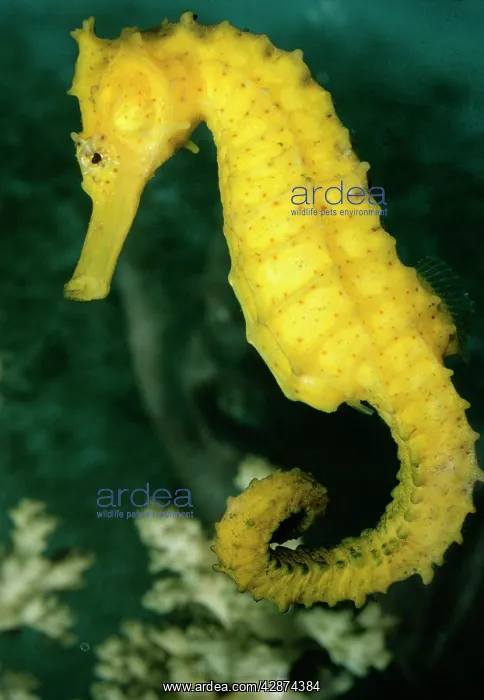 : SEAHORSE (Hippocampus kuda) : SEAHORSE (Hippocampus kuda)