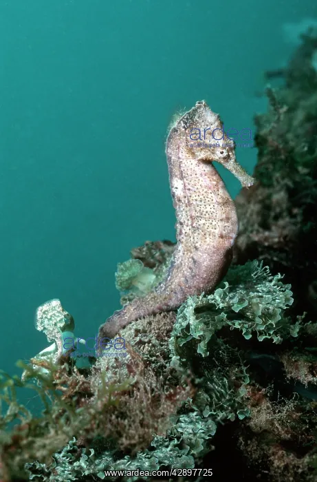 : SEAHORSE (Hippocampus sp.). Northern Great barrier Reef : SEAHORSE (Hippocampus sp.). Northern Great barrier Reef