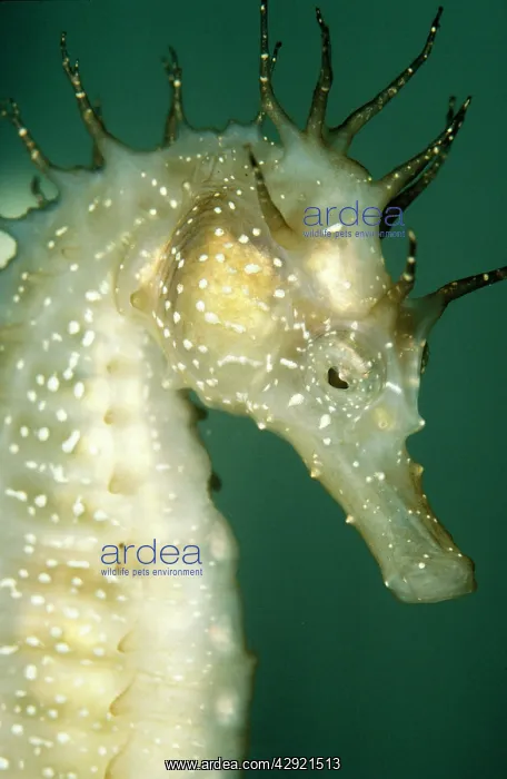  : SEAHORSE (Hippocampus kuda)