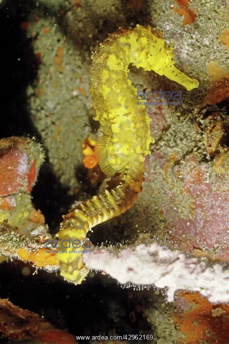 : Seahorse (Hippocampus sp.). Andaman Sea, Thailand : Seahorse (Hippocampus sp.). Andaman Sea, Thailand