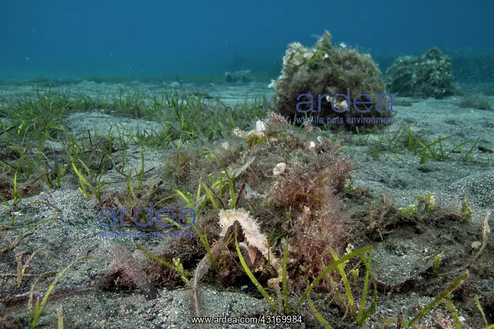 : Seahorse. A small Seahorse (Hippocampus sp) has grabbed a small leaf of : Seahorse. A small Seahorse (Hippocampus sp) has grabbed a small leaf of