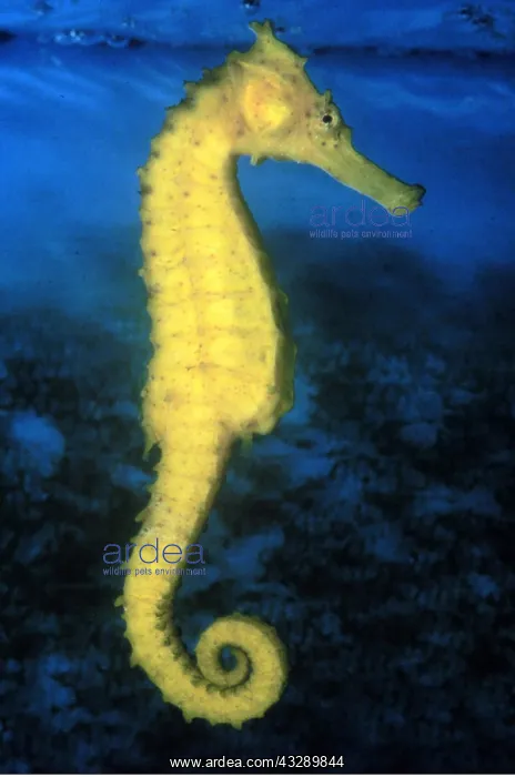 : SEAHORSE : SEAHORSE