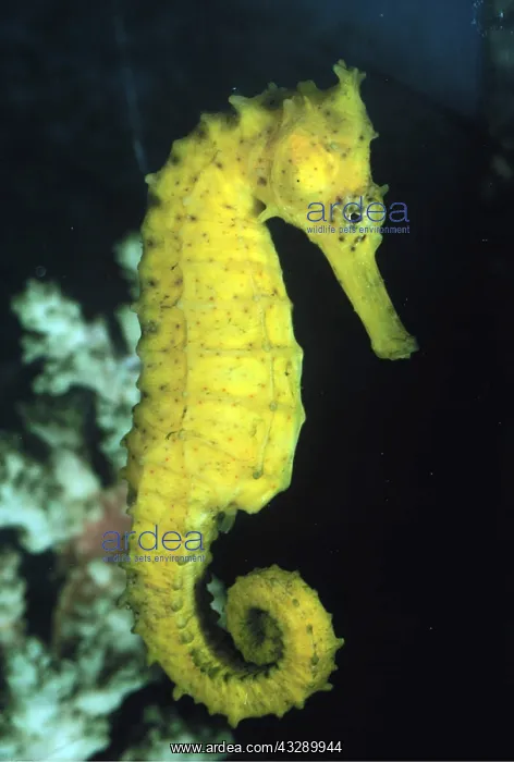: SEAHORSE : SEAHORSE