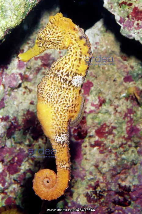 : SEAHORSE (Hippocampus sp.). Caribbean to South Pacific : SEAHORSE (Hippocampus sp.). Caribbean to South Pacific