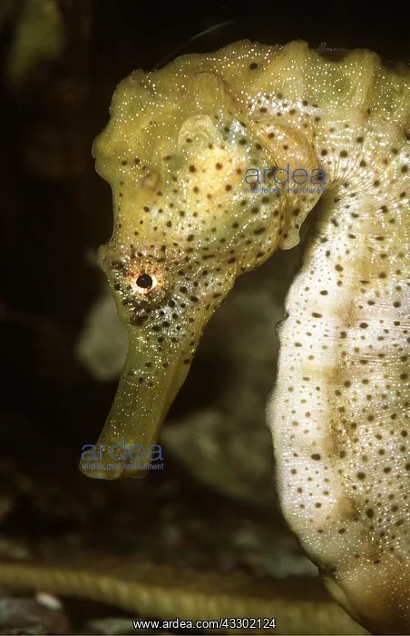 : SEAHORSE - C / U HEAD : SEAHORSE - C / U HEAD