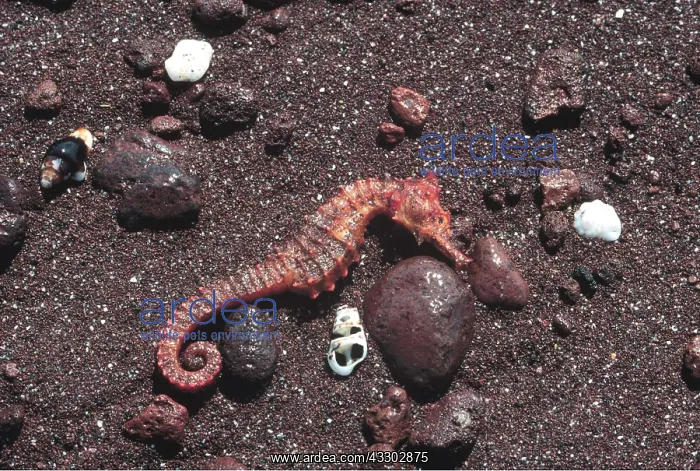 : SEAHORSE - Dead on beach : SEAHORSE - Dead on beach