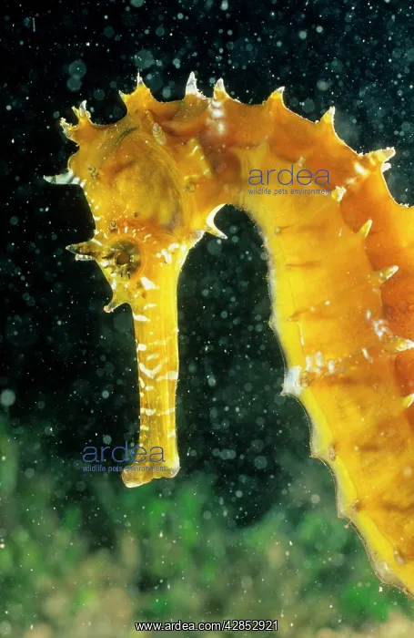 : Seahorse - ' Longsnout' size 6 cm : Seahorse - ' Longsnout' size 6 cm