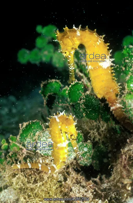 : Seahorse - ' Longsnout' size 6 cm : Seahorse - ' Longsnout' size 6 cm