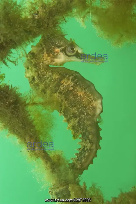 : Seahorse - male - Commonly seen in bays and sheltered areas : Seahorse - male - Commonly seen in bays and sheltered areas