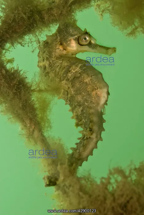 : Seahorse - on an old net : Seahorse - on an old net