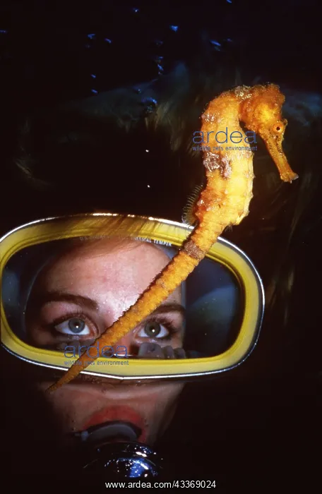 : SEAHORSE - & Scuba Divers face : SEAHORSE - & Scuba Divers face
