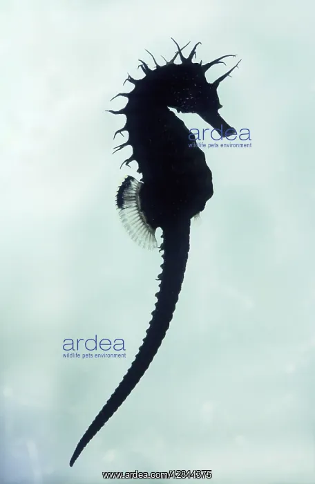 : Seahorse - under water silhouette : Seahorse - under water silhouette