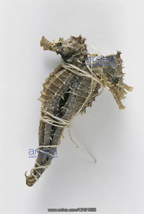 : Seahorses Bundled for Illegal Sale : Seahorses Bundled for Illegal Sale