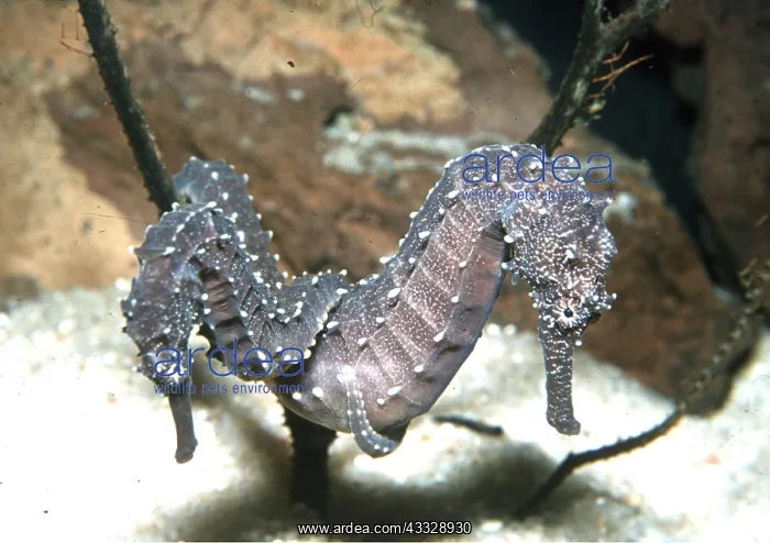: SEAHORSES - Copulating : SEAHORSES - Copulating