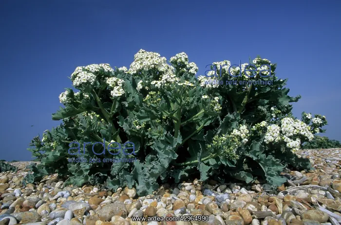 : Seakale - growing on Shingle Beach : Seakale - growing on Shingle Beach