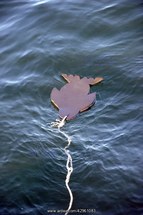 : Seal Decoy - Neoprene seal used to fool great white : Seal Decoy - Neoprene seal used to fool great white